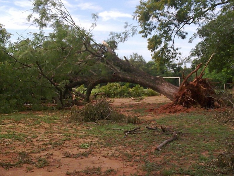 arbol.jpg